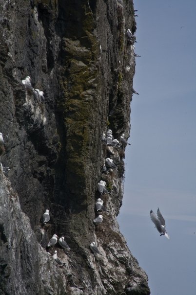 Alan MacKellar's album, First Shots Seen in Alaska: May, 2009