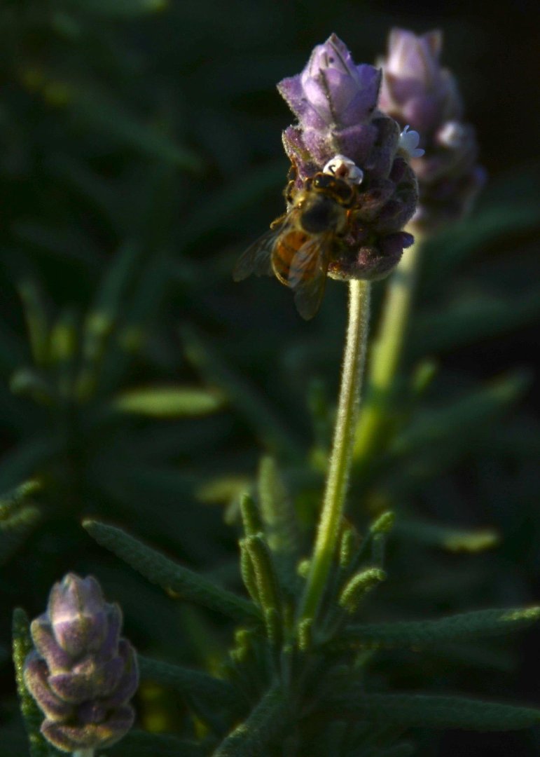 Mike Hamby's album, Bee Cause