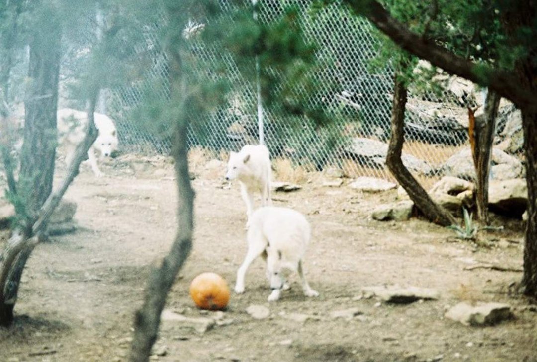 Barbara Mansfield's album, Howloween at Wolf Sanctuary