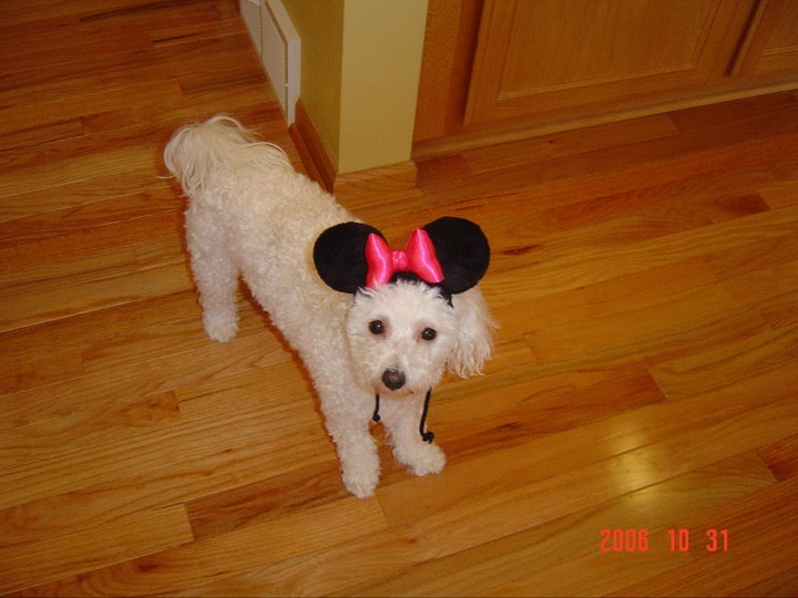 Connie Hoffmann's album, Cover Photos