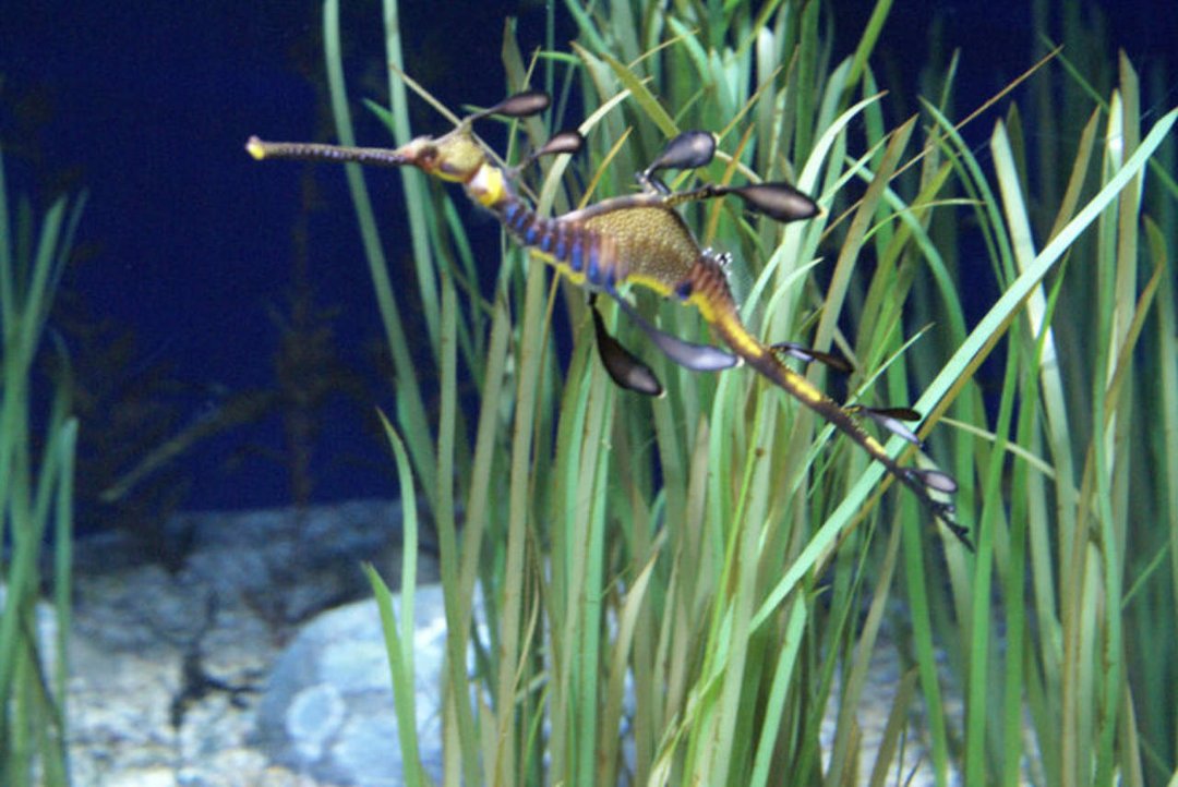 Mike Morris' album, Monterey Bay Aquarium