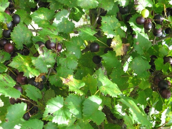 Janet Cauble's album, Wine Harvest