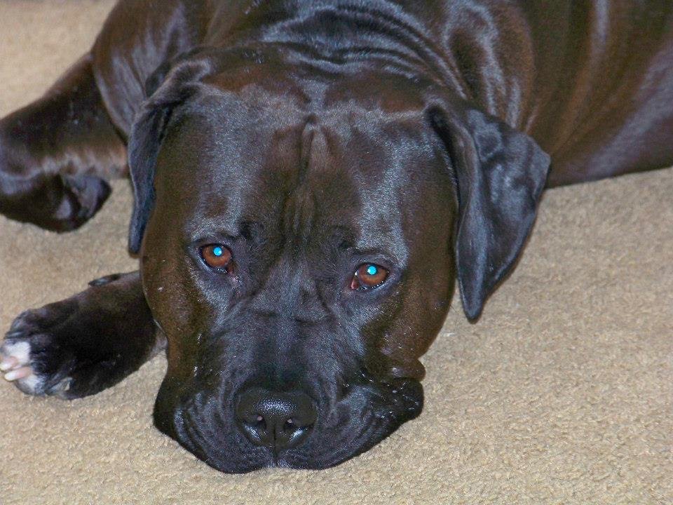 Gary Dotson's album, My boy Diesel