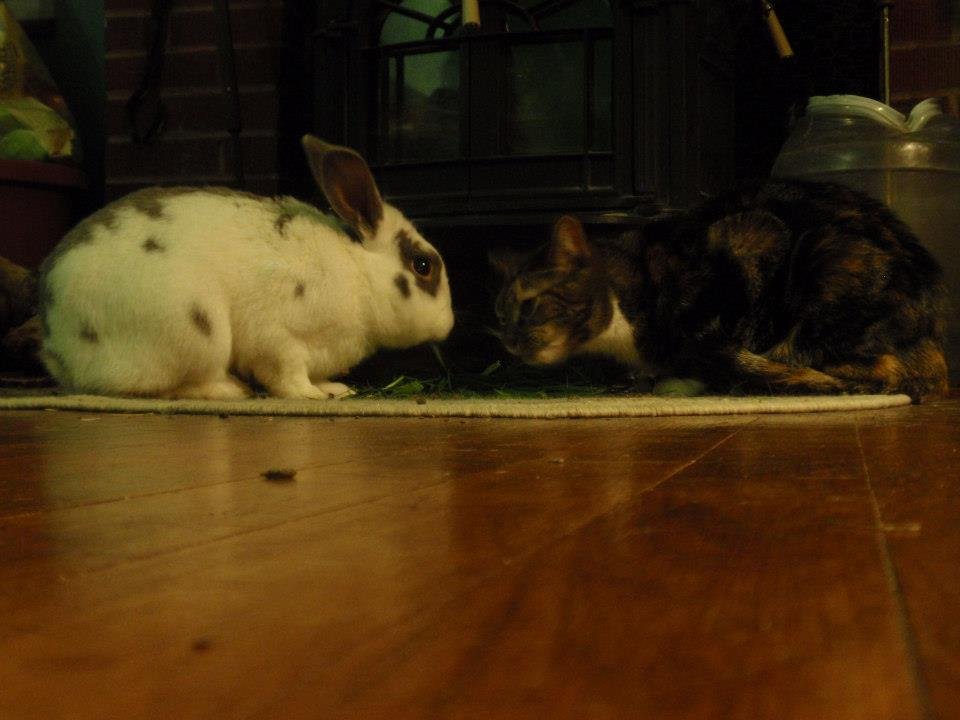 Cat Baumgartner's album, Lunch with Cabbage & Bucket
