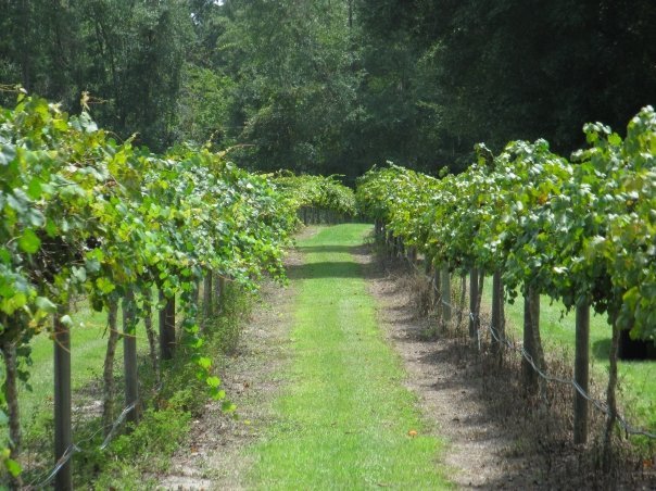 Janet Cauble's album, Wine Harvest