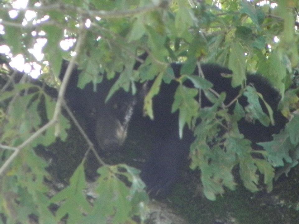 Tami Motes' album, Bears in a tree