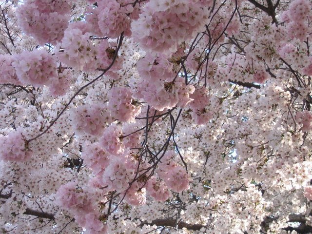 Susan Bentler's album, March 22, 2011