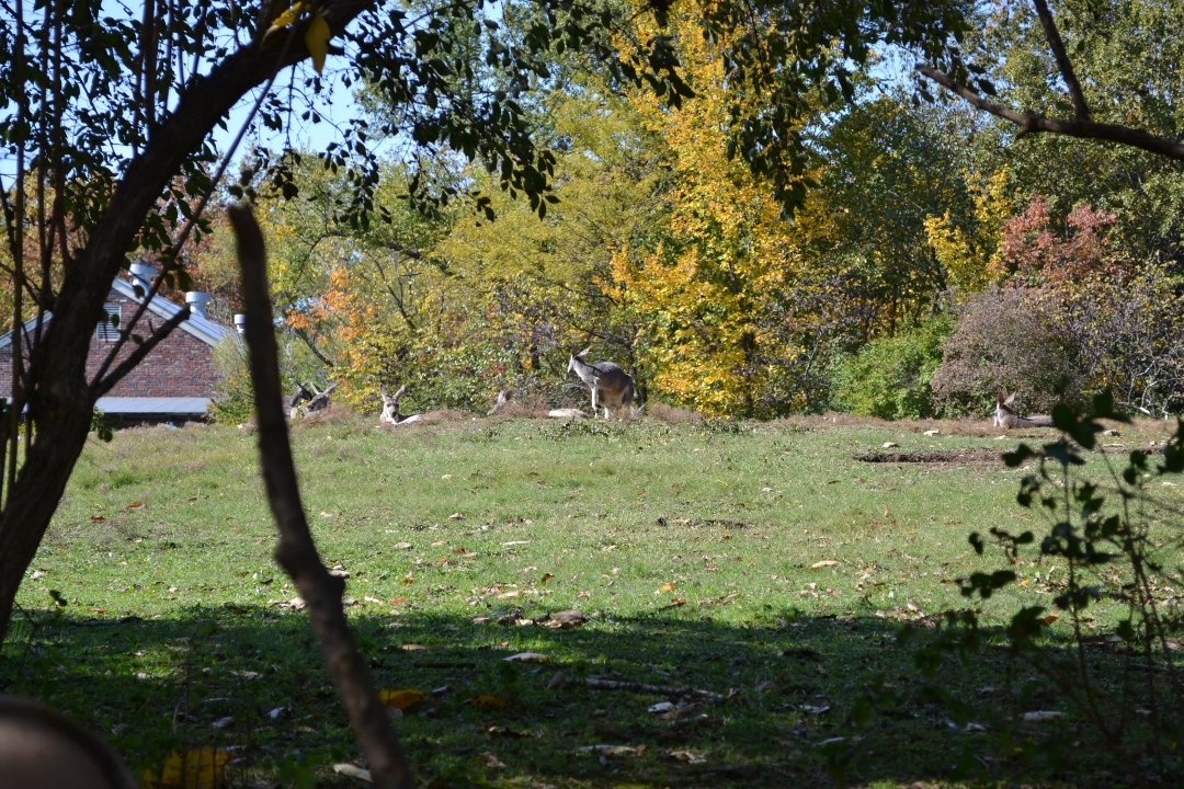 Chris Ames' album, Boys day at Zoo 2012