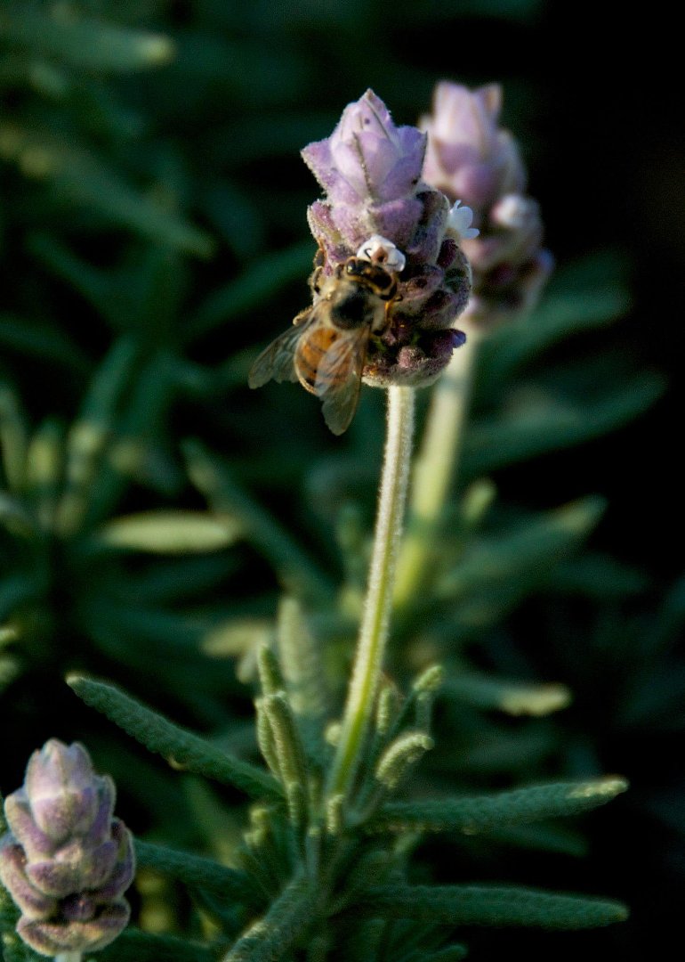 Mike Hamby's album, Bee Cause