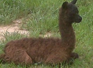 Peter Worrell's album, Alpacas!