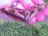 Aaron Mullin's album, Bugs!