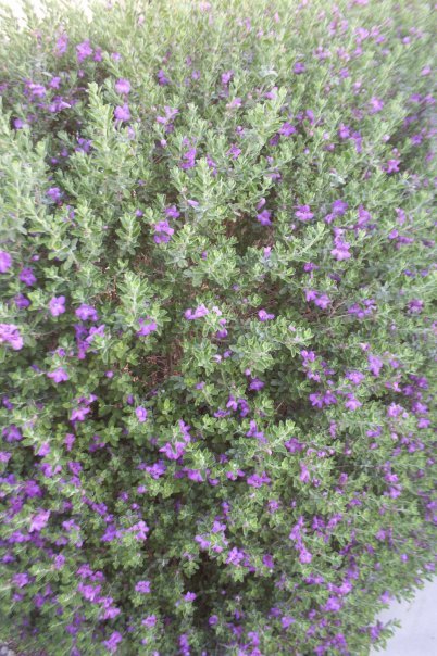 Greg Morris' album, Desert Fauna