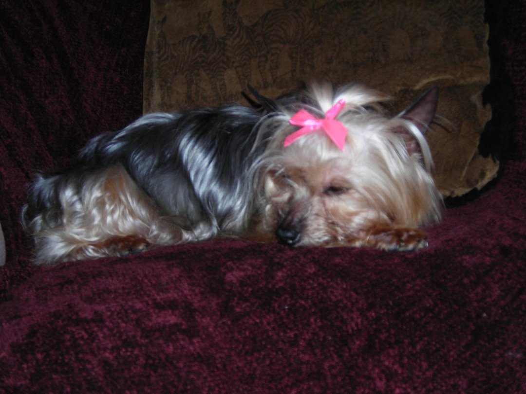 Connie Countryman's album, Sophie's 1st day home