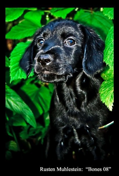Debbie Muhlestein's album, Pets at our house!