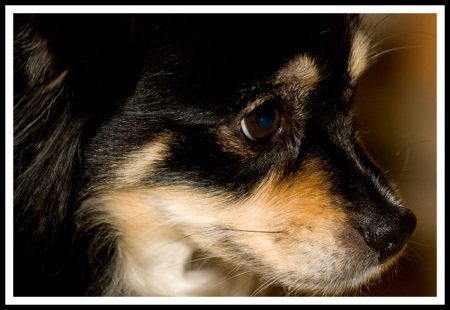 Marilyn Walker's album, My Pets
