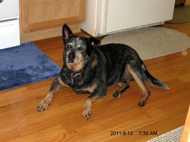 Steve Shaw's album, August 12, 2011 Chevy and Bella Spend the Weekend