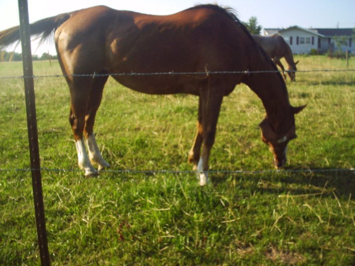 James Howe's album, horses