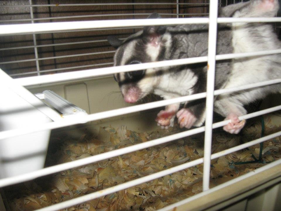 CAROLYN MAYNARD's album, our babies (animals)