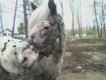 Maletta Baughman's album, our horse babies