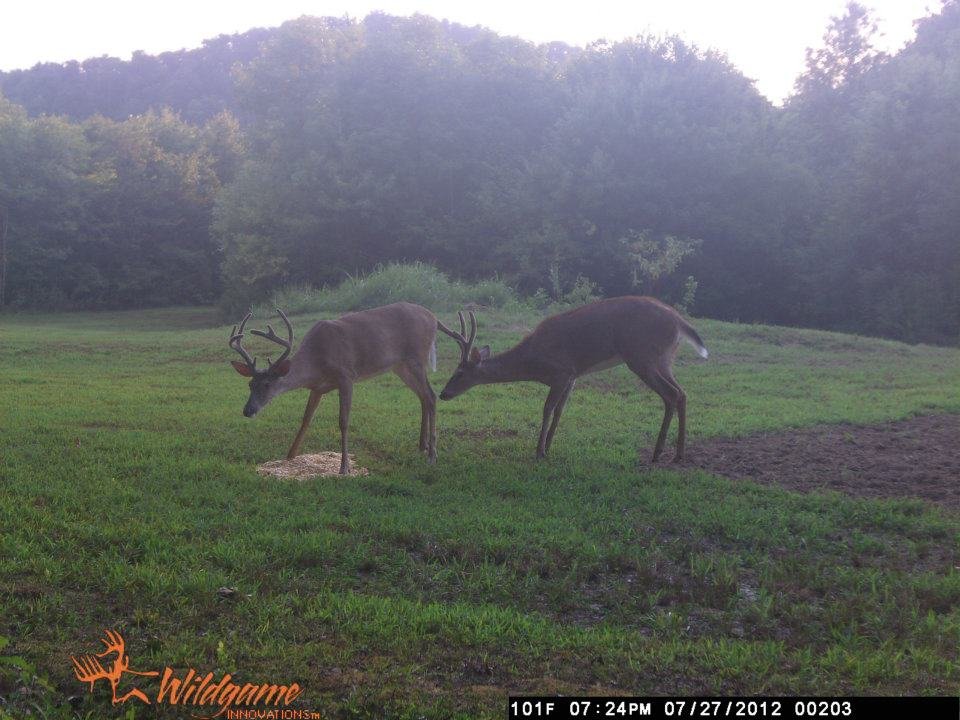 Todd Brouillard's album, Deer Camera