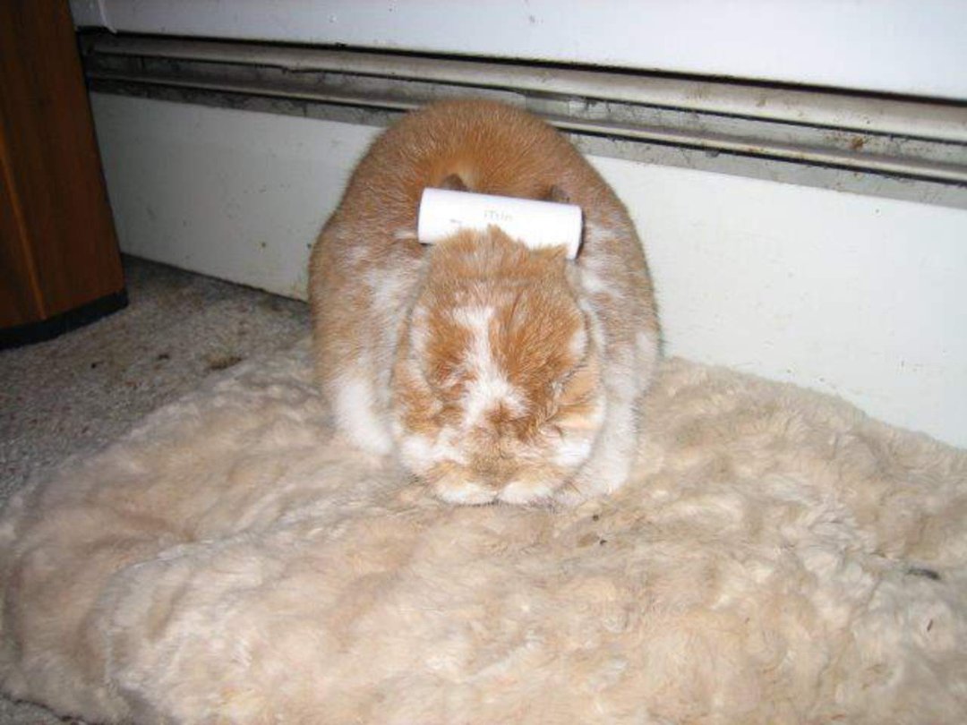 Terry McShane Hackett's album, Peaches Plays Hat