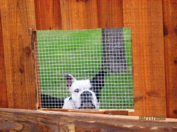 Steve Nash's album, Pets