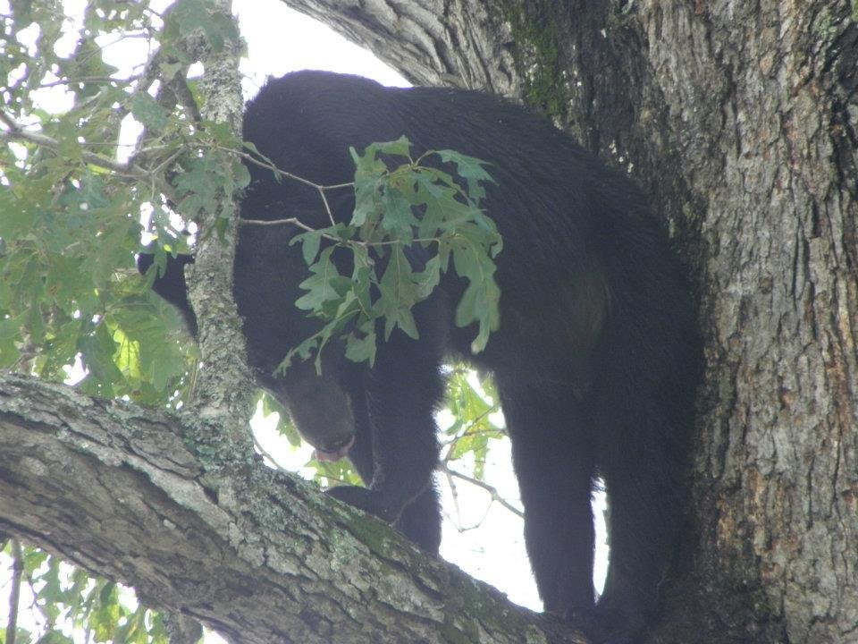 Tami Motes' album, Bears in a tree