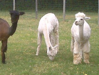 Peter Worrell's album, Alpacas!