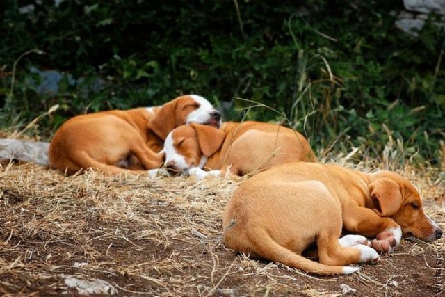 Michael Clarke's album, cutest puppies ever
