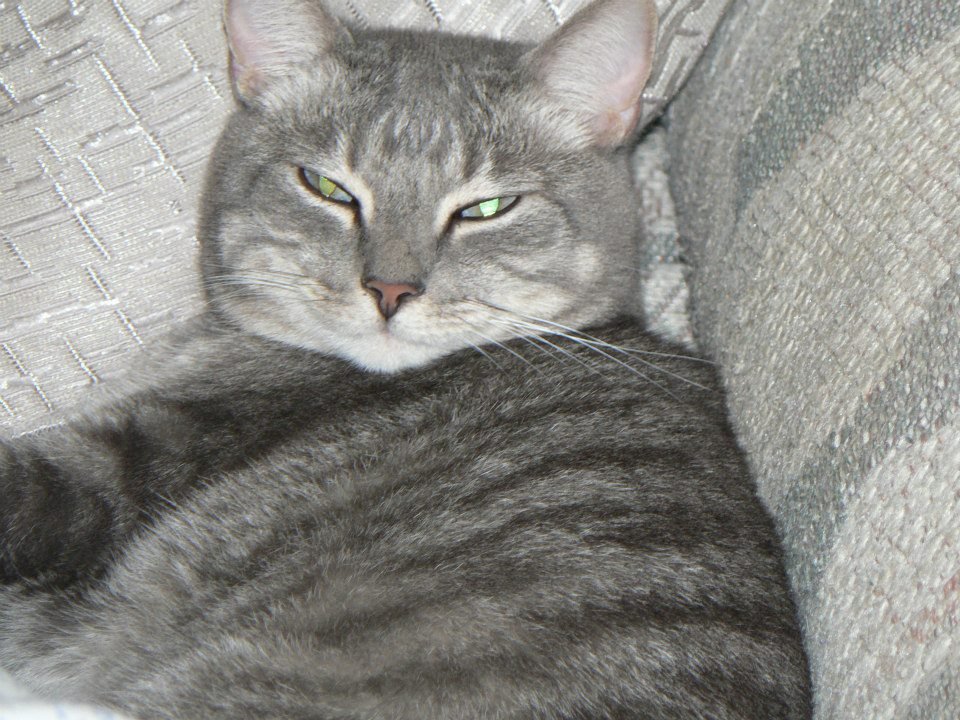 Peter Hibbard's album, Our Cats