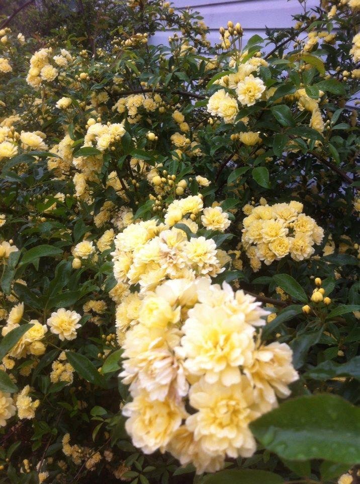 Debbie Bloodworth's album, iOS Photos