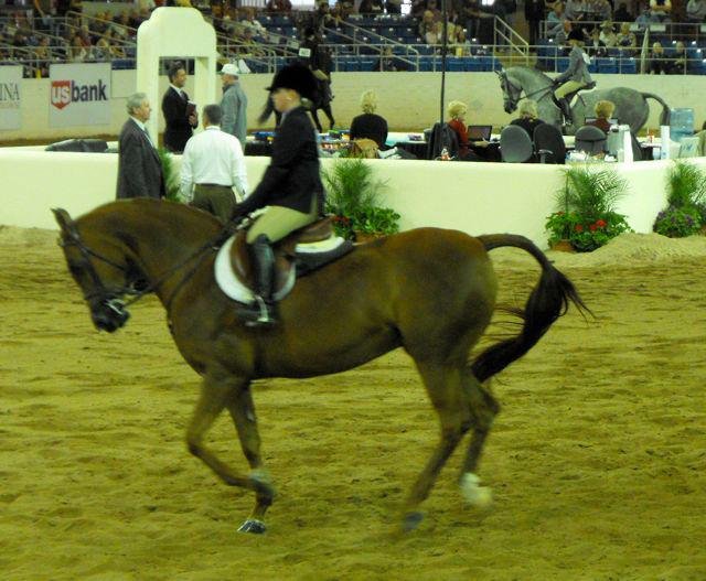 Janice Andersen's album, Arabian Horse Show 2013
