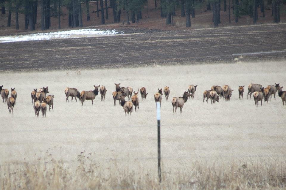 Donna Fladager's album, Lots of Wildlife