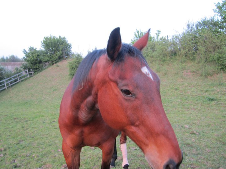 Catherine Phillips' album, Horses