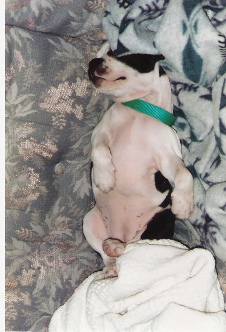 Steve Nash's album, Pets