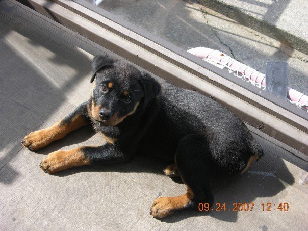 Nancy Calla's album, Bella , (new family addition)