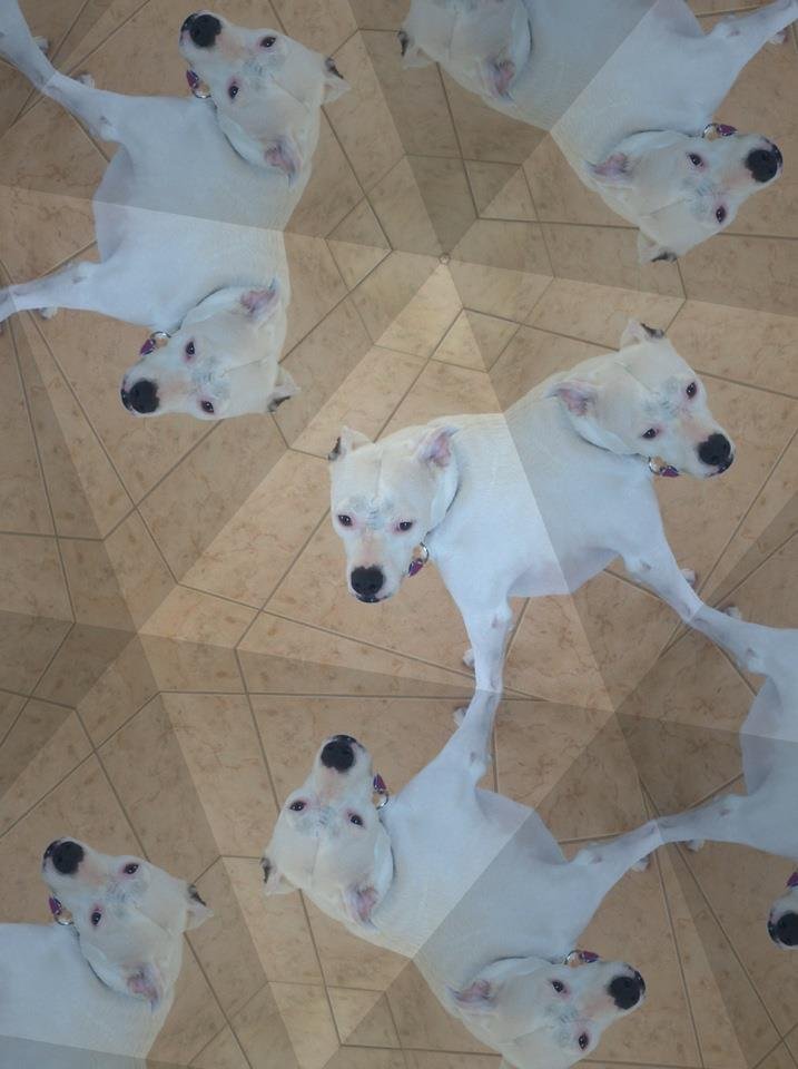 Daniel Reilly's album, Mobile Uploads
