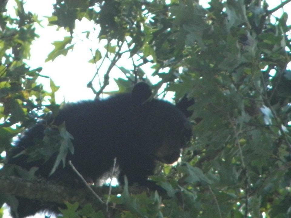 Tami Motes' album, Bears in a tree