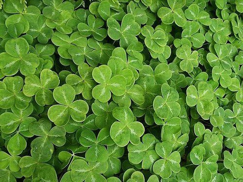 Wayne Nerger's album, Profile Pictures