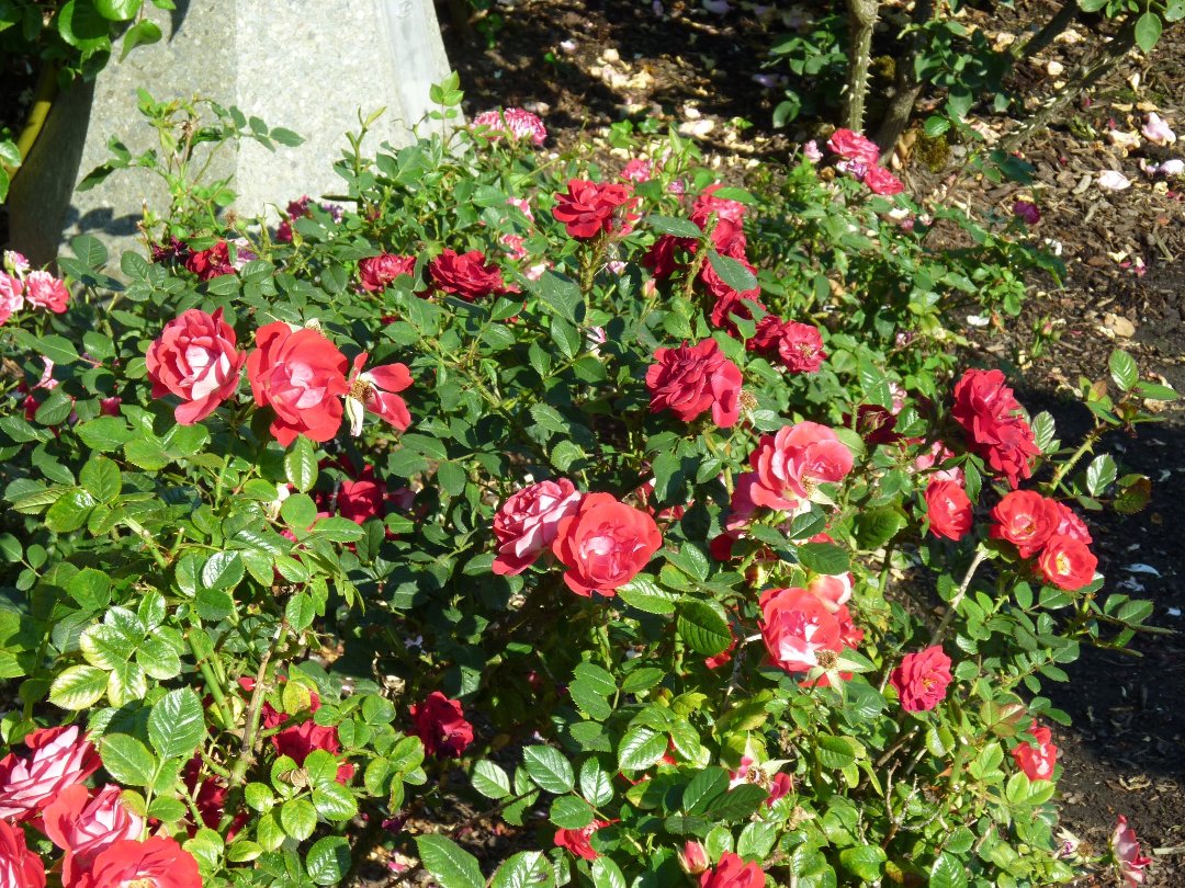 Robert Kelley's album, Portland Rose garden 2011