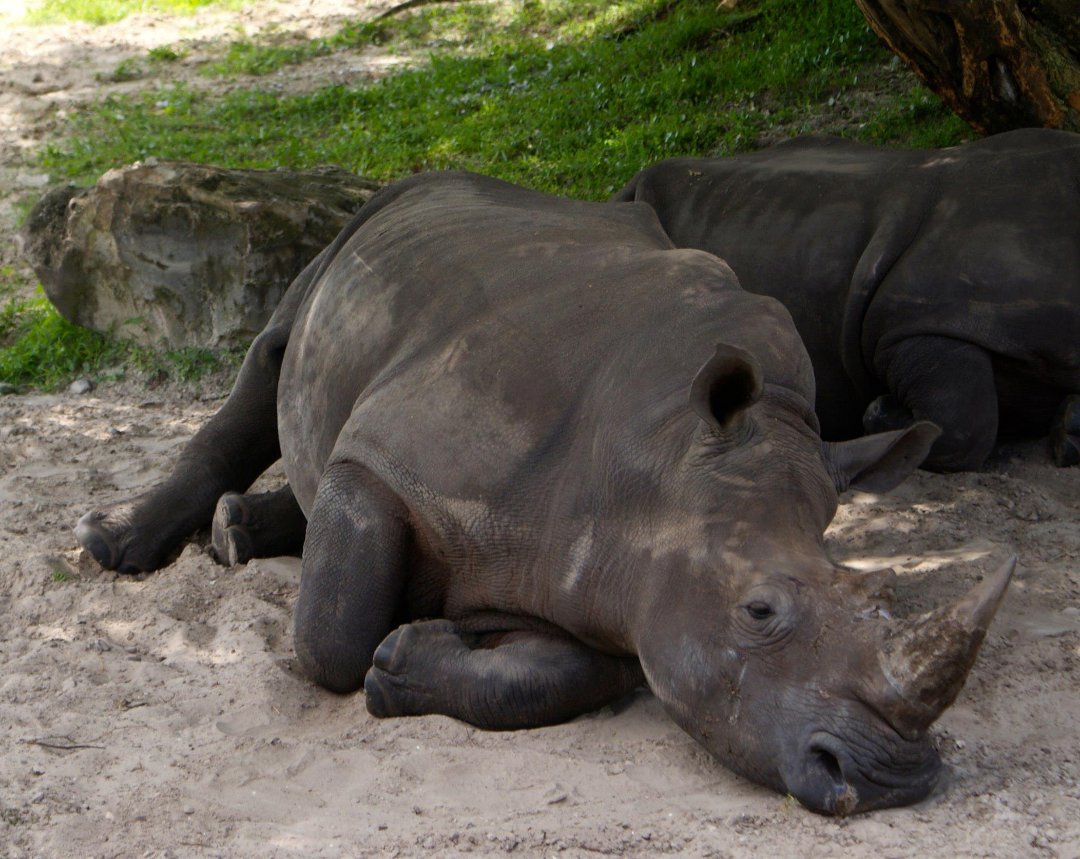 Jon Cluff's album, Busch Gardens Safari