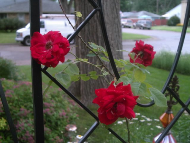 Joyce Pedersen's album, July 2011 garden