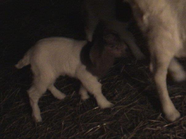 Richard Freund's album, Baby Goats February 2010