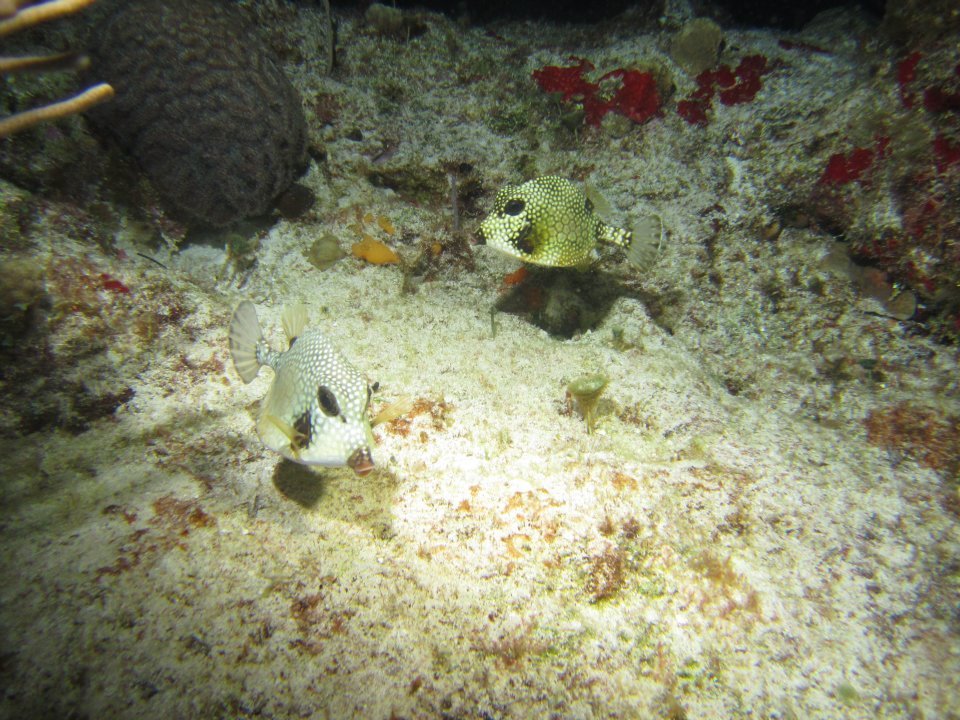 Monica Braley's album, Cozumel March 2012