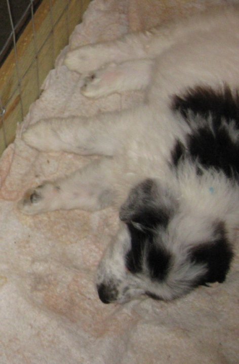 Sharon Drube's album, Zira and the Shakespeare pups