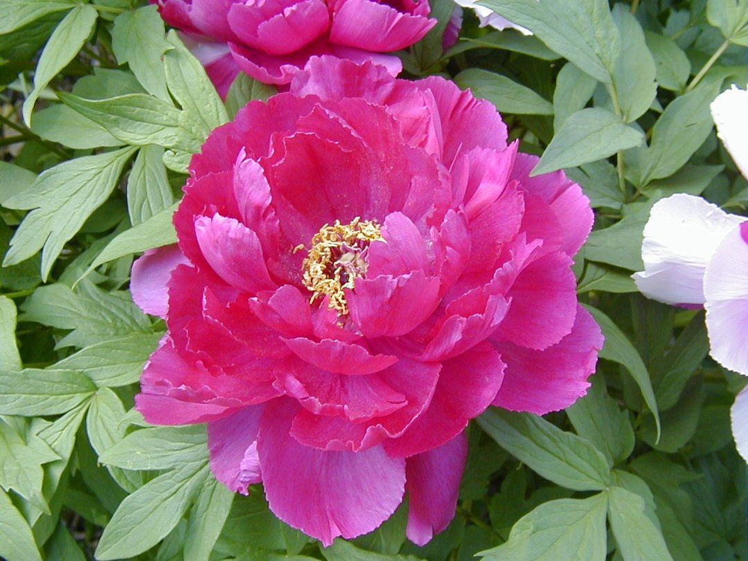 Ron Kopp's album, Peonies