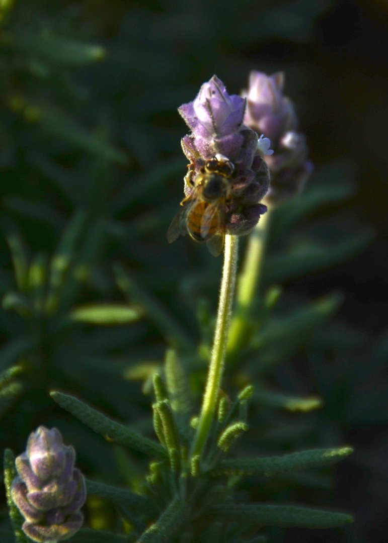 Mike Hamby's album, Bee Cause