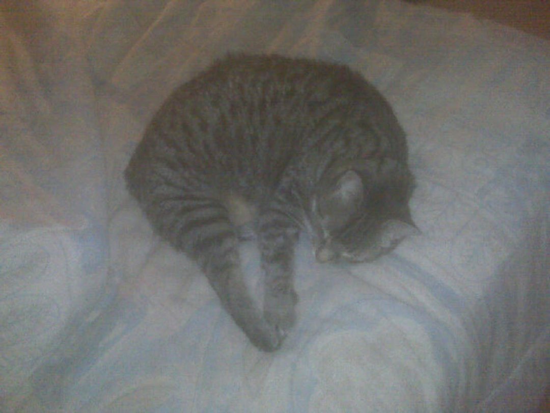 Phyllis Parker's album, Our Animals