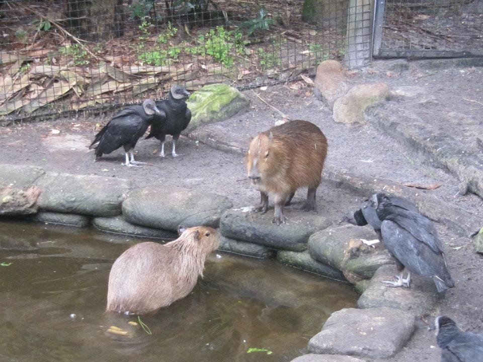 Deborah Moyer's album, Delana Goes to the Zoo