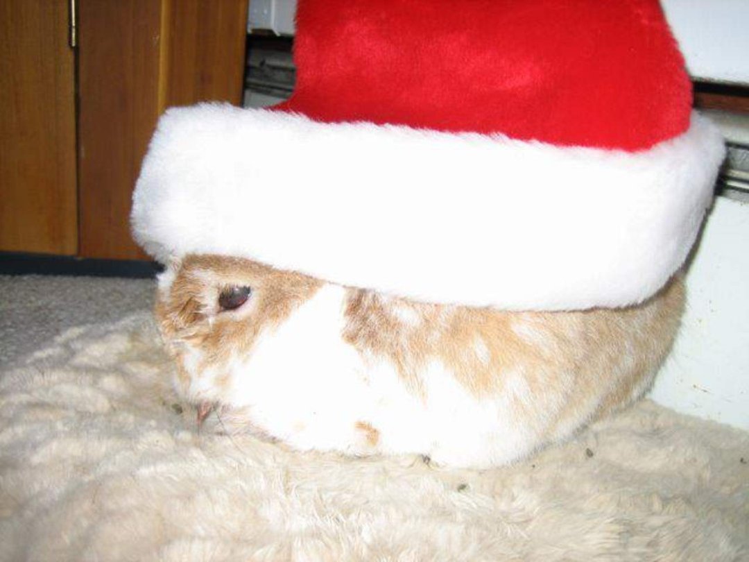 Terry McShane Hackett's album, Peaches Plays Hat